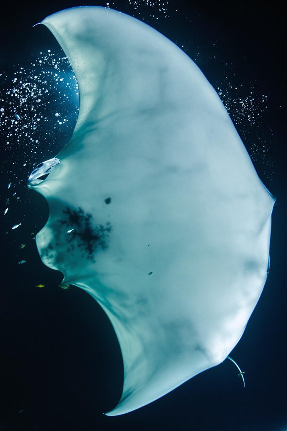 manta rays night swimming